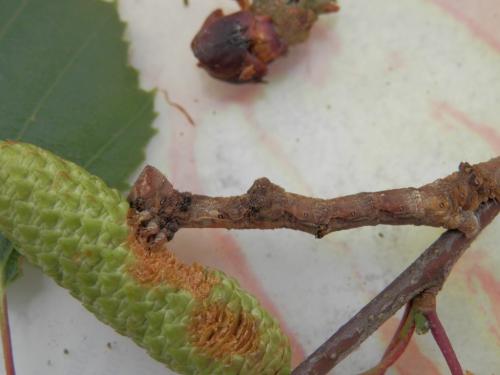 Réf. 296 671 : Hypomecis roboraria